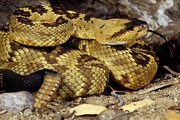Black-Tailed Rattlesnake Poster