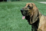 Blood Hound Poster