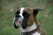 Boxer Poster