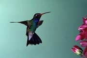 Broad-Billed Hummingbird Magnet