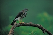 Buzzard Magnet