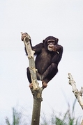 Chimpanzee Poster