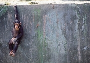 Chimpanzee Poster