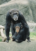 Chimpanzee Poster