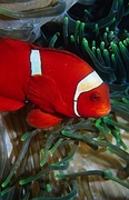 Clown Fish Magnet