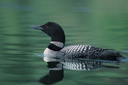 Common Loon Magnet