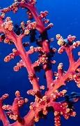 Coral T-Shirt