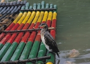 Cormorant Magnet