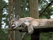 Cougar T-Shirt