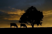 Cow Magnet