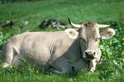 Cow Magnet