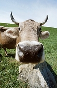 Cow Magnet