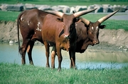 Cow T-Shirt