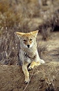 Coyote Mousepad