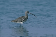 Curlew Magnet