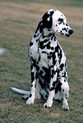 Dalmatian Magnet
