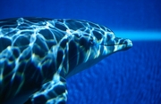Dolphin Magnet