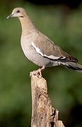 Dove Magnet
