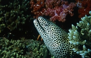 Eel Magnet