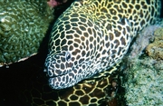 Eel Magnet