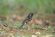 European Robin Magnet