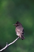 Flycatcher Magnet