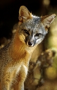 Fox Mousepad