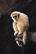 Gibbon Poster