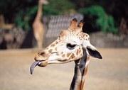 Giraffe Magnet