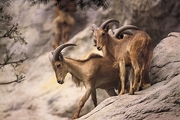 Goat Magnet