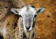 Goat Magnet