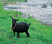 Goat Magnet