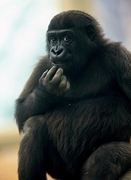Gorilla Poster