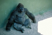 Gorilla Poster