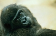 Gorilla Poster