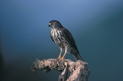 Goshawk Magnet