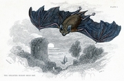 Greater Horse-Shoe Bat Magnet