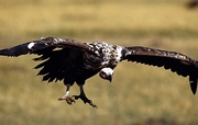 Griffon Magnet