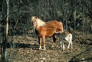 Hafflinger Pony Mousepad
