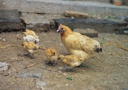 Hen Magnet