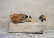 Hen Magnet