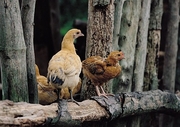 Hen Magnet