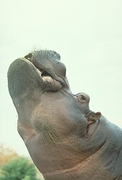Hippopotamus Poster