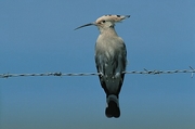 Hoopoe Magnet