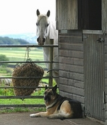 Horse Mousepad