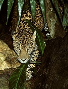 Jaguar T-Shirt