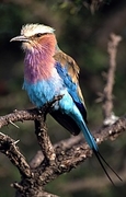 Lilac Breasted Roller Magnet