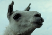 Llama Magnet
