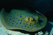 Manta Ray Magnet