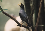 Myna Magnet